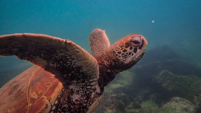 turtle